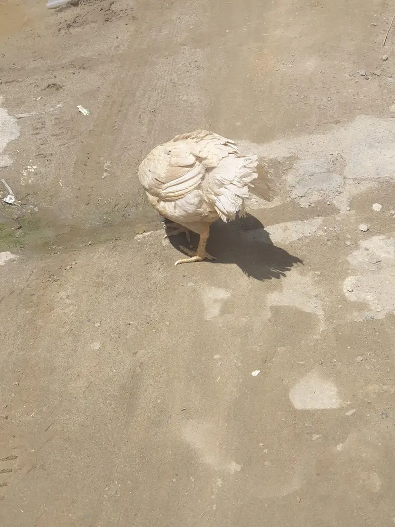 brider female — photo 2