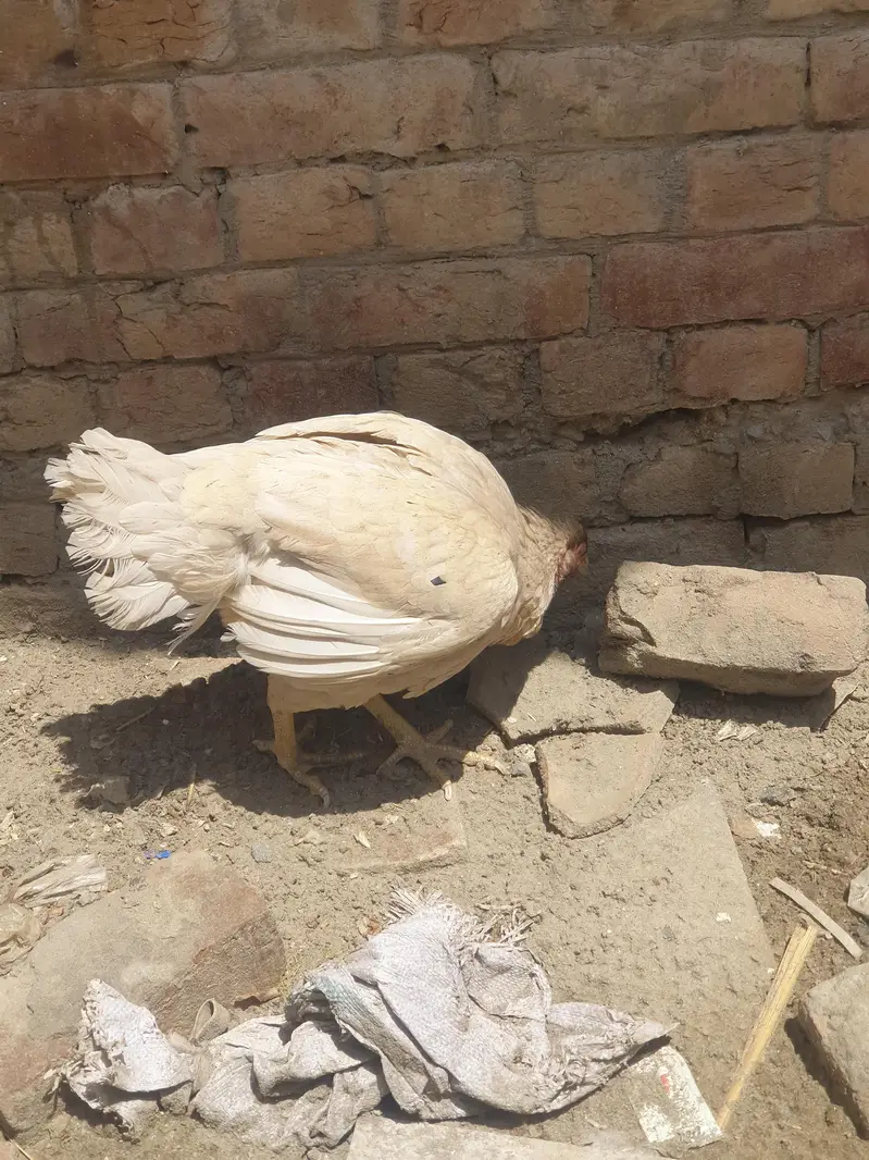brider female — photo 3