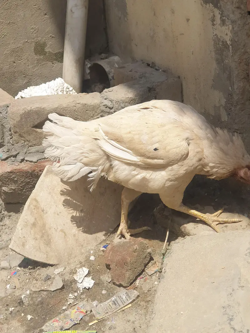 brider female — photo 4