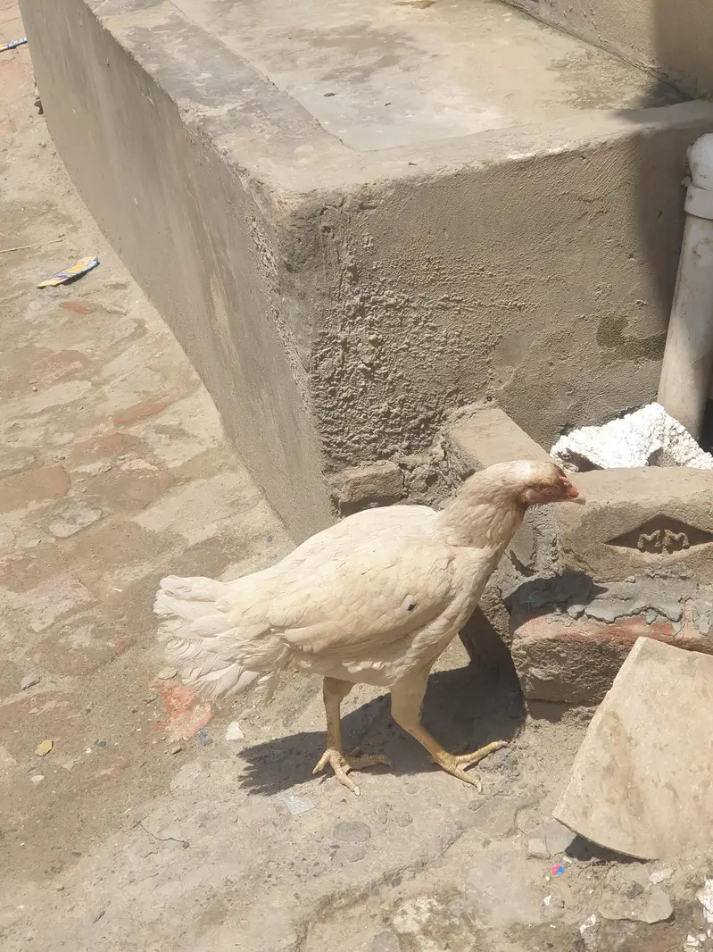 brider female — photo 5