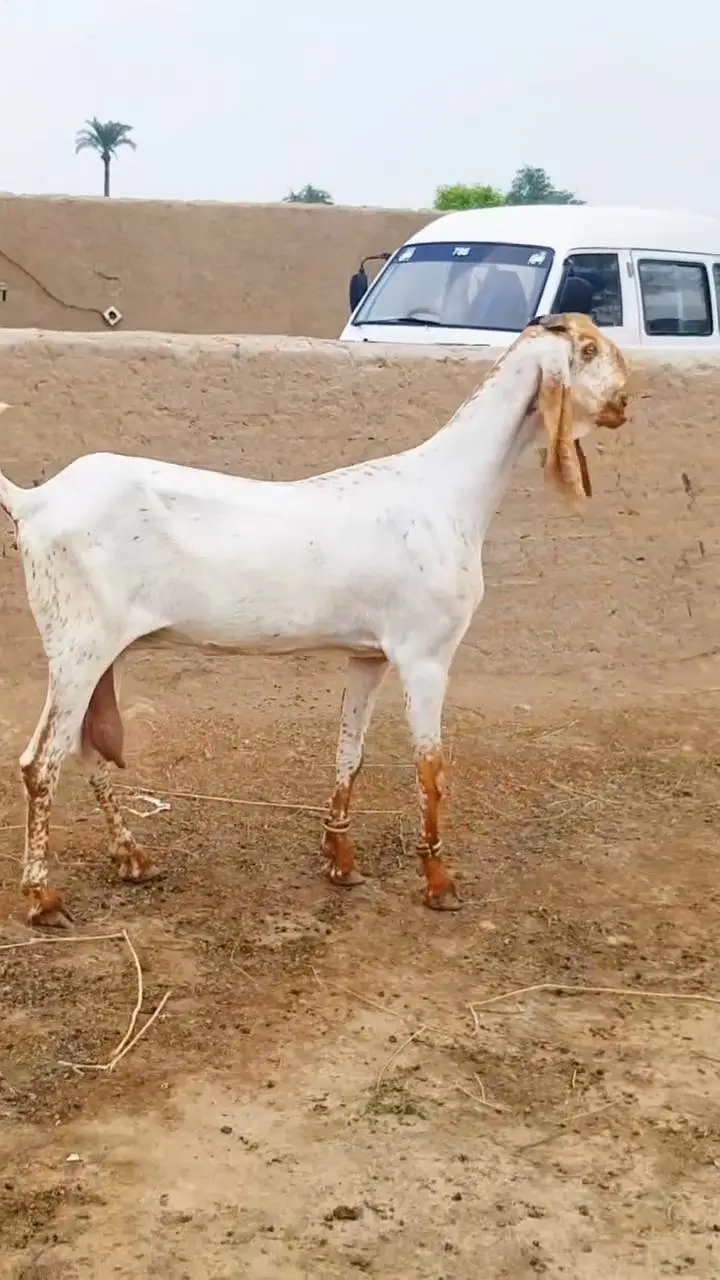 Beetal Goat – Beautiful & Healthy/ 03218617598