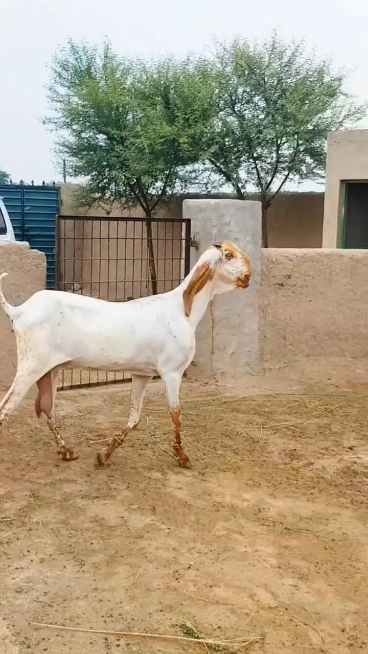 Beetal Goat – Beautiful & Healthy/ 03218617598 — photo 2