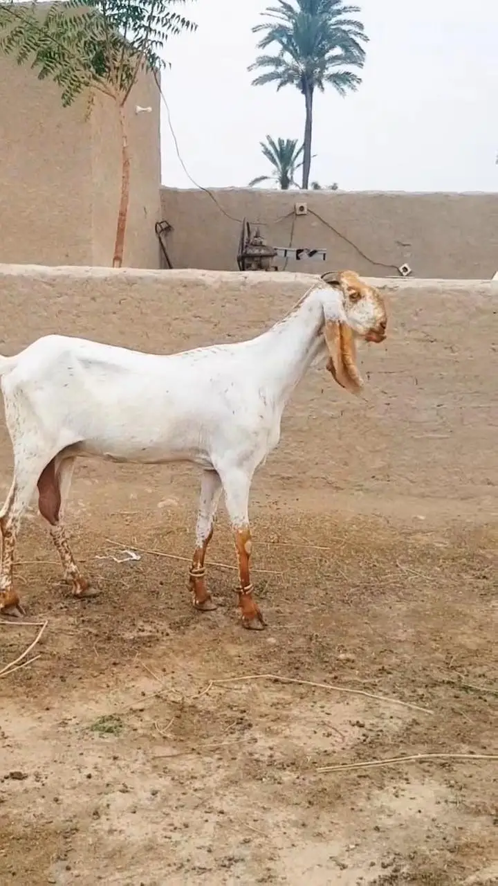 Beetal Goat – Beautiful & Healthy/ 03218617598 — photo 3