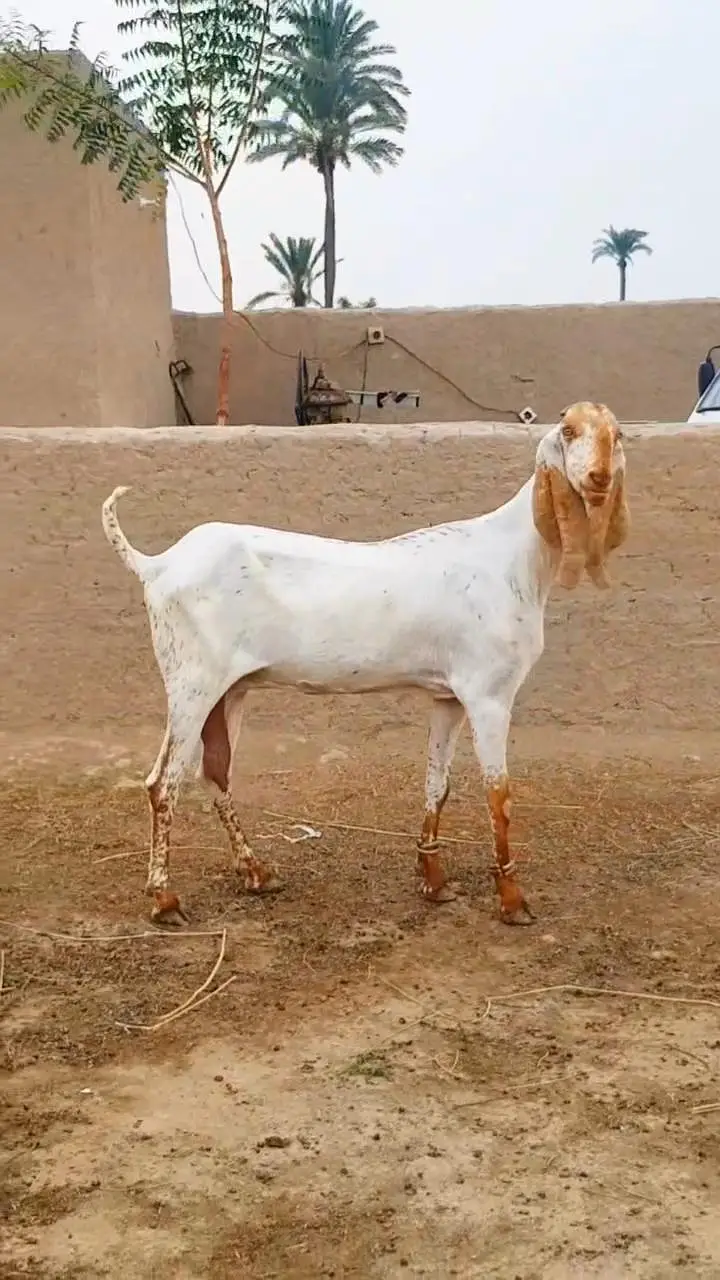 Beetal Goat – Beautiful & Healthy/ 03218617598 — photo 4