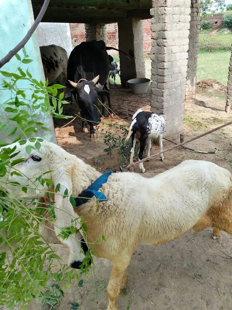 Pure Kajla Chatra for Sale — photo 2
