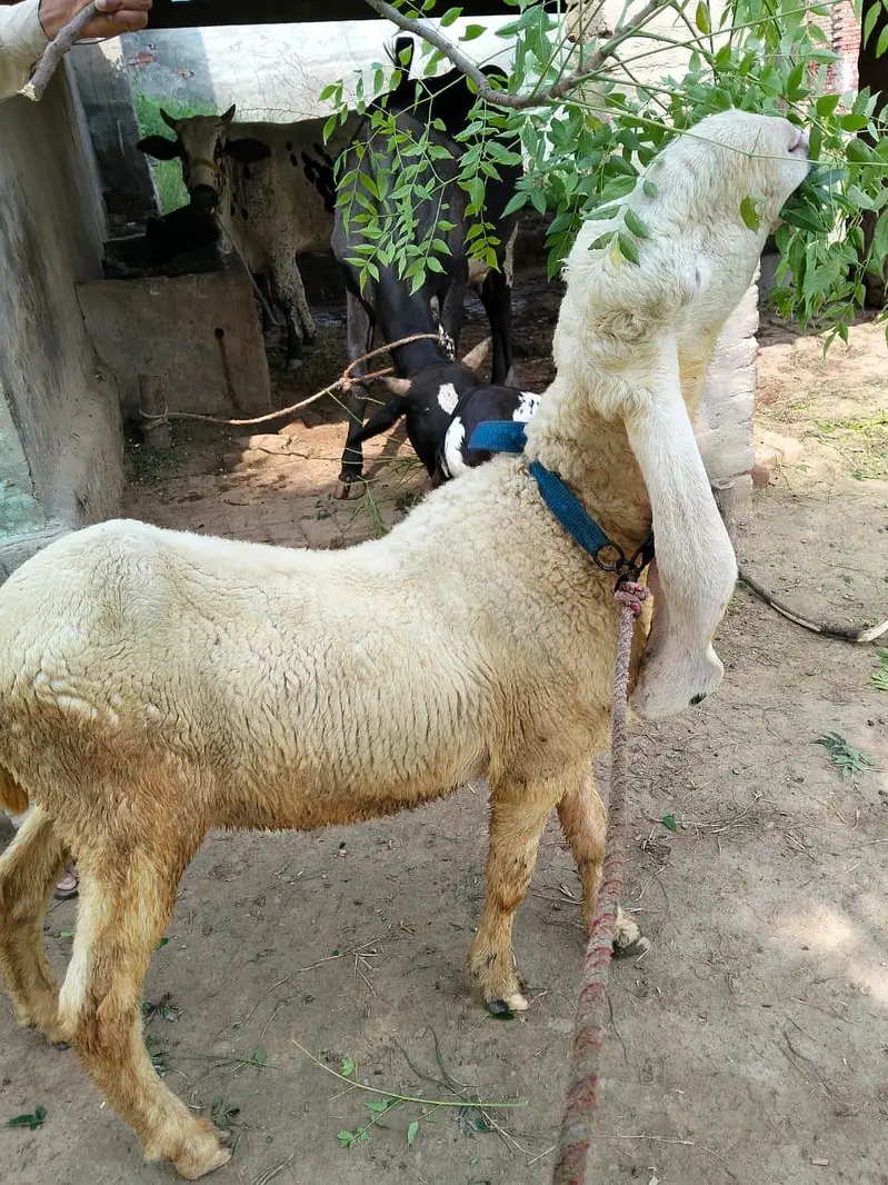 Pure Kajla Chatra for Sale — photo 3