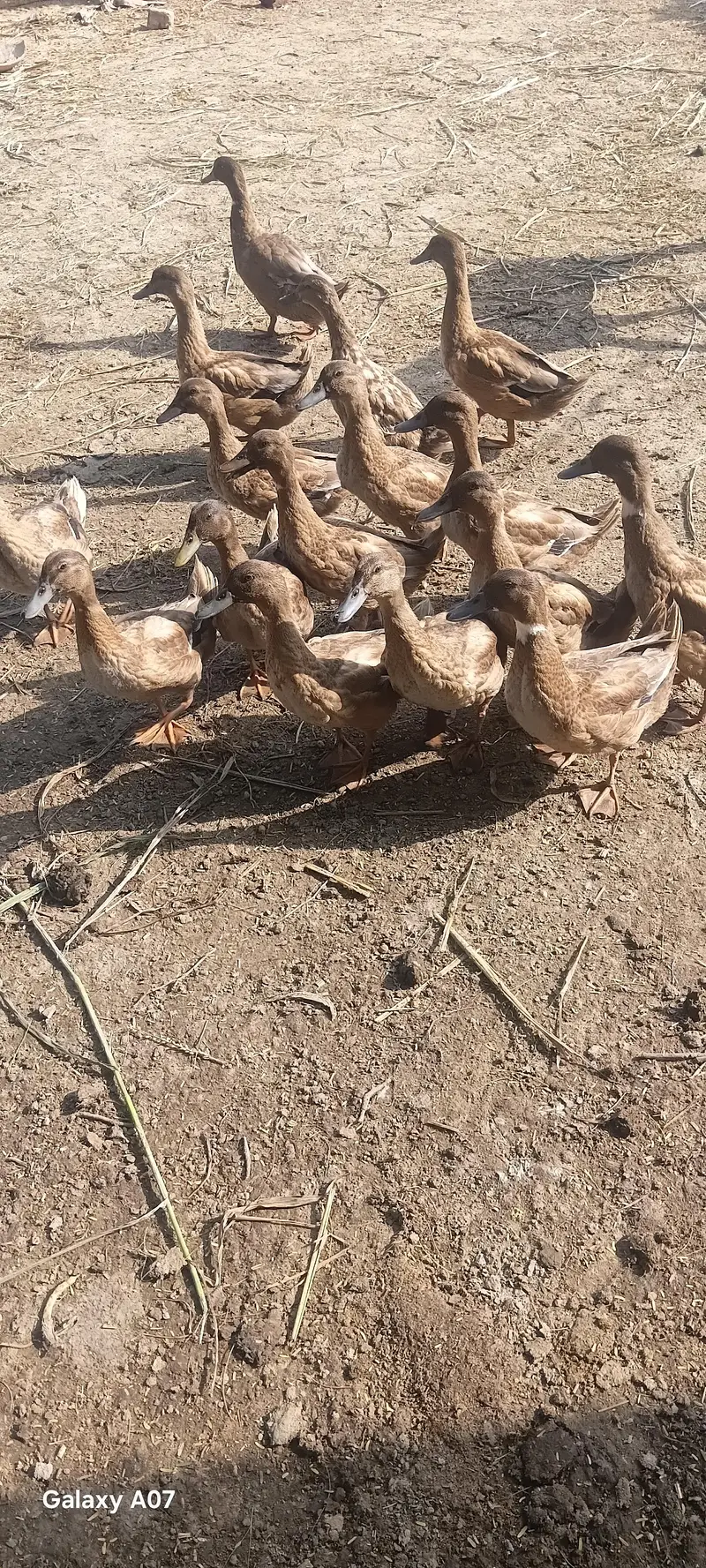 khaki camble for sale — photo 2