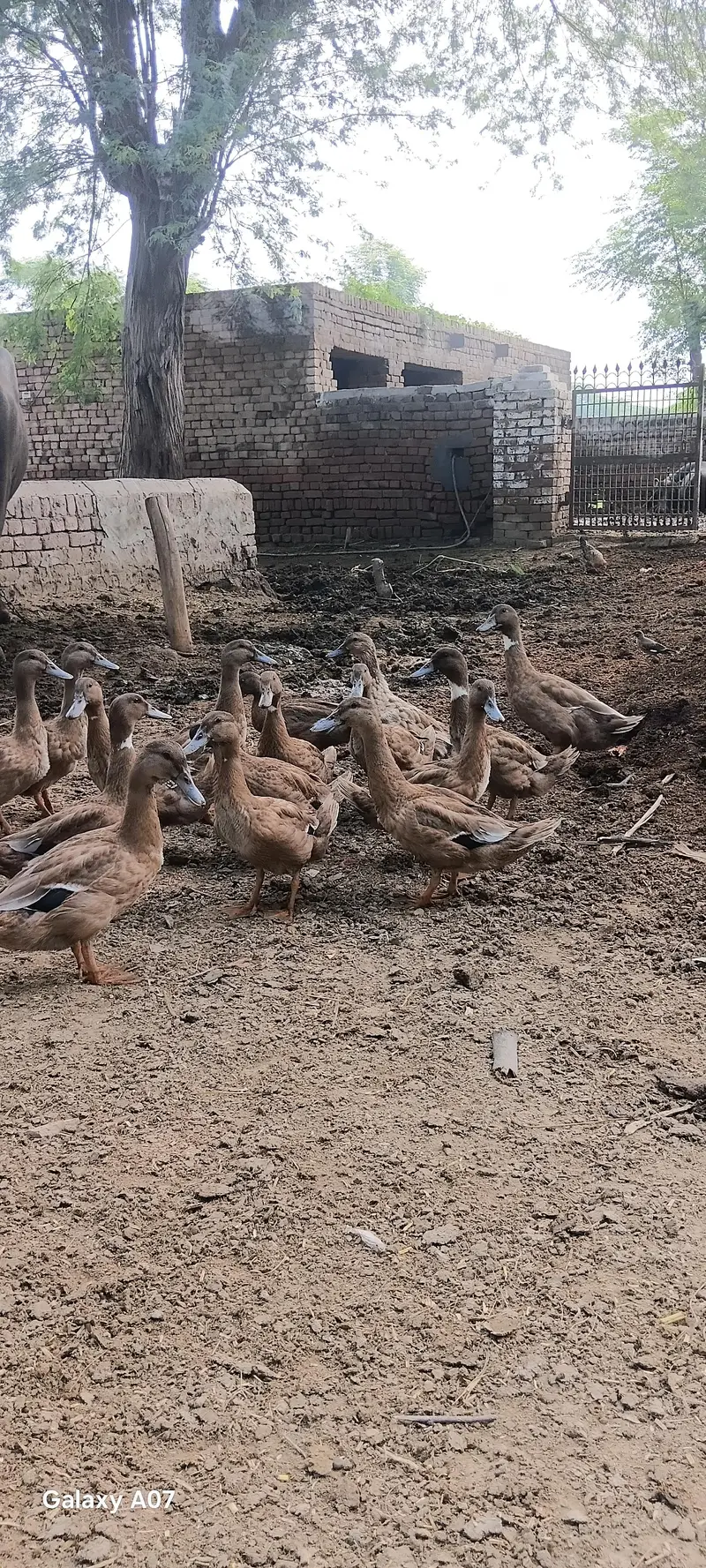khaki camble for sale — photo 4