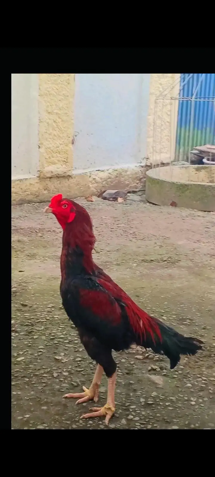 aseel patha mianwali — photo 2