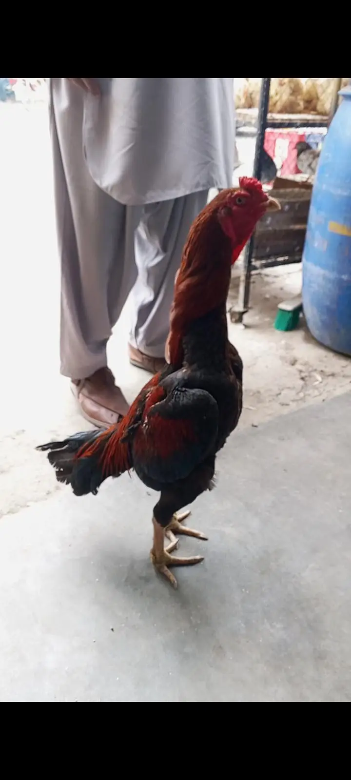 aseel patha mianwali — photo 3