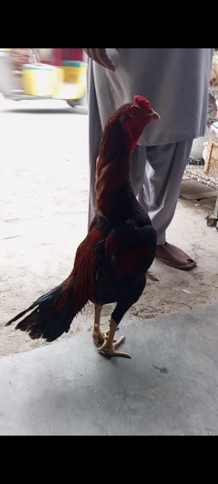 aseel patha mianwali — photo 4