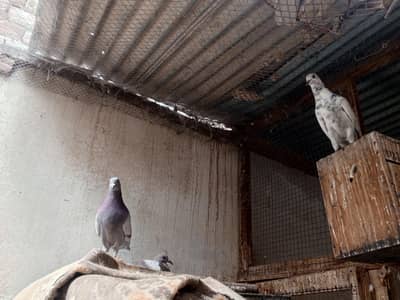 pigeon pair