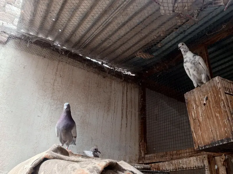 pigeon pair