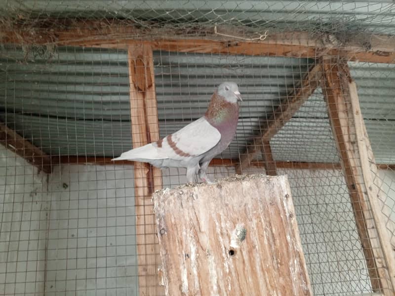 pigeon pair 1