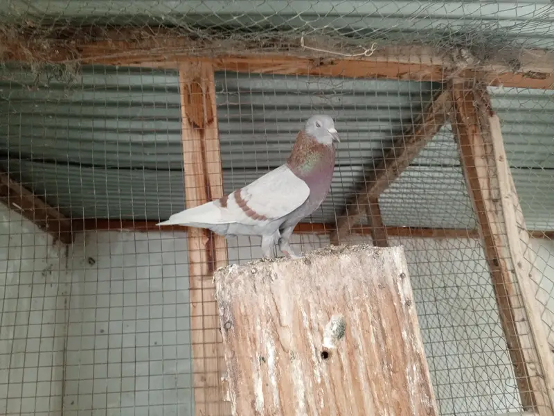 pigeon pair — photo 2