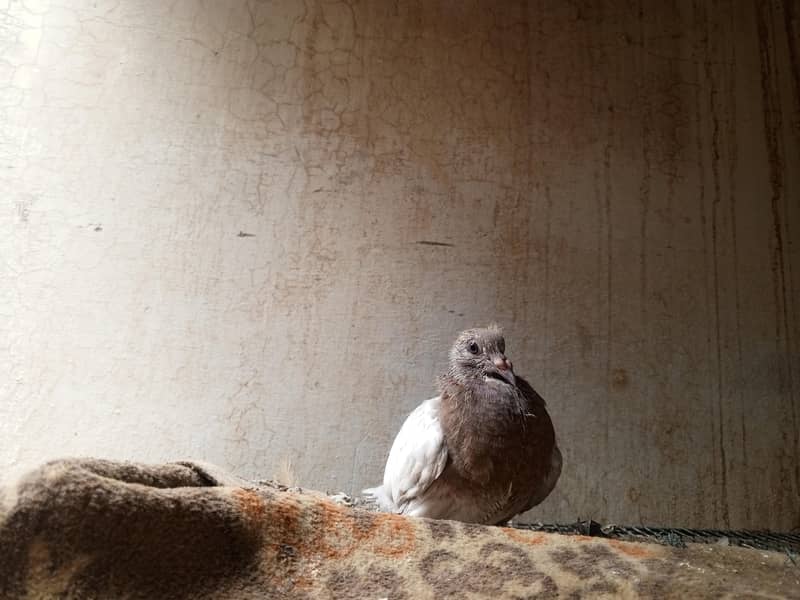 pigeon pair 2