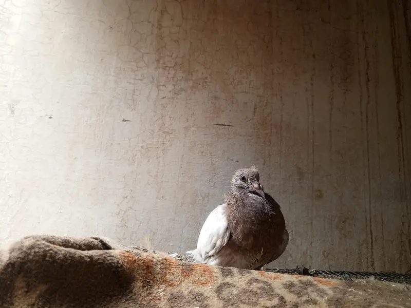 pigeon pair — photo 3