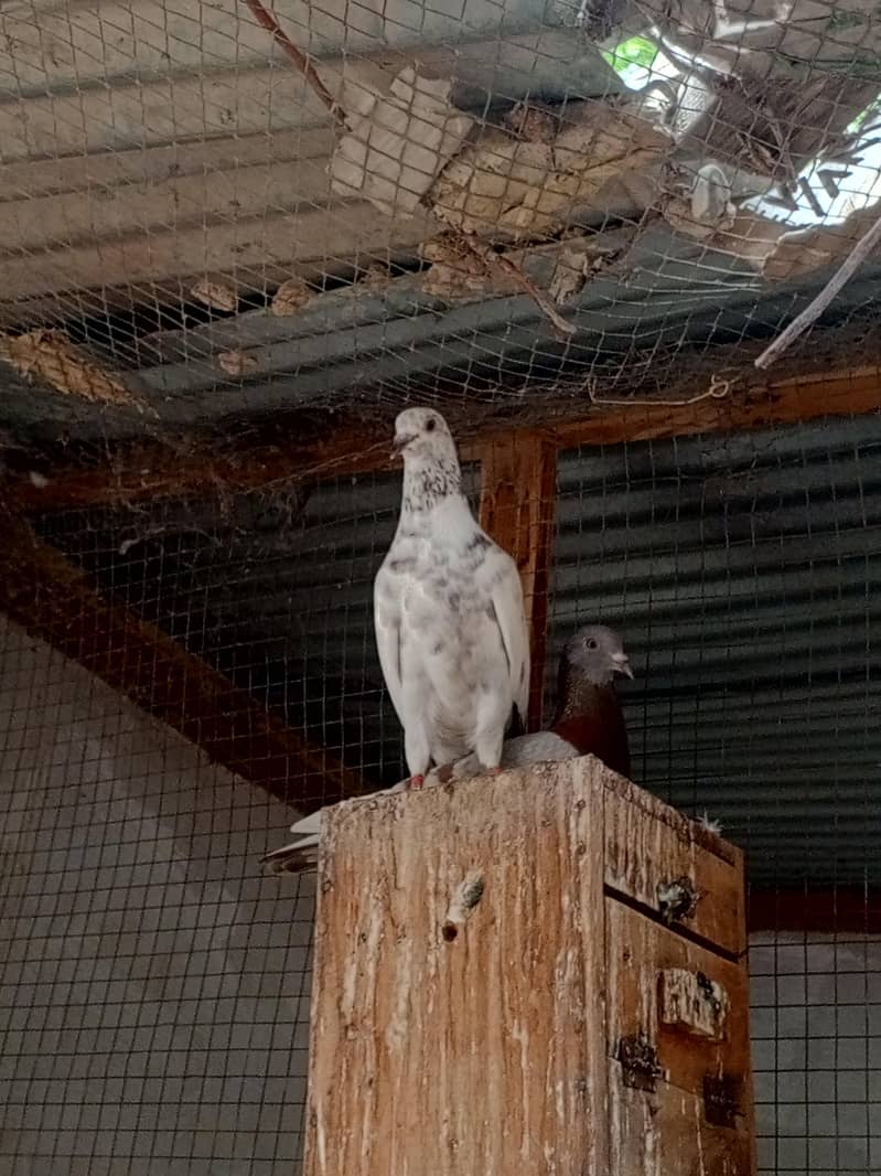 pigeon pair 3