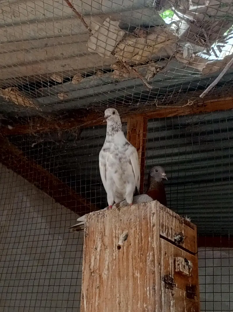 pigeon pair — photo 4