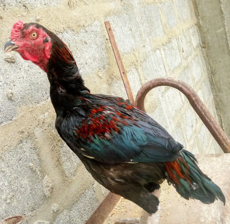 Top Quality Pure Aseel — photo 2
