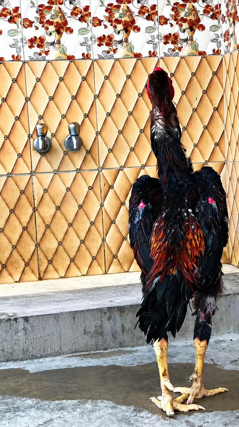 German oh shamo king size male — photo 2