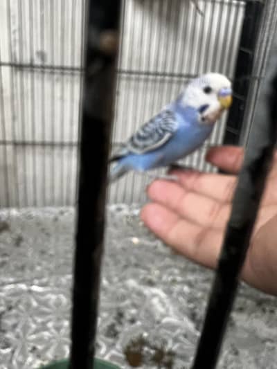 Red eyes and bajri 2pair 2k or aik male hand tame hey 1000 ka