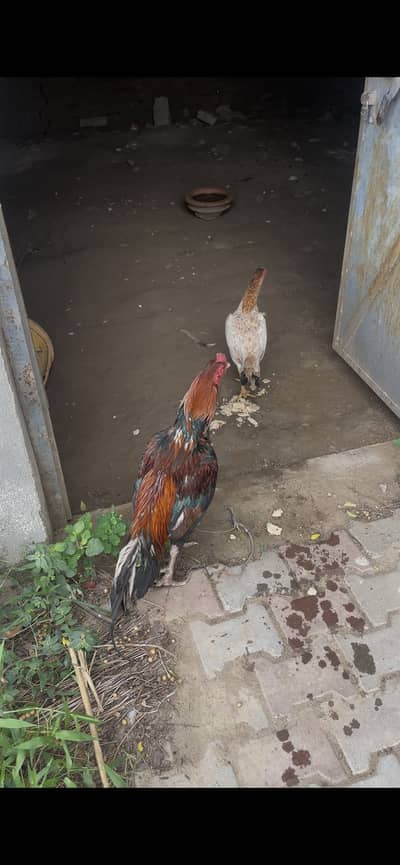 Murga or murgi for sale Bahut he sasty location mandibahudeen