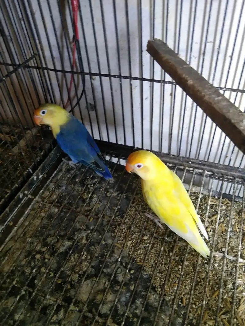 albino DNA pair — photo 2