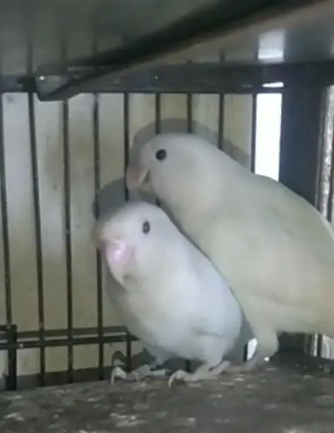 albino DNA pair — photo 3