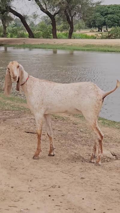 Makkhi Chini Beetal Cross Goat – 3 Months Old. 03218617598 WhatsApp