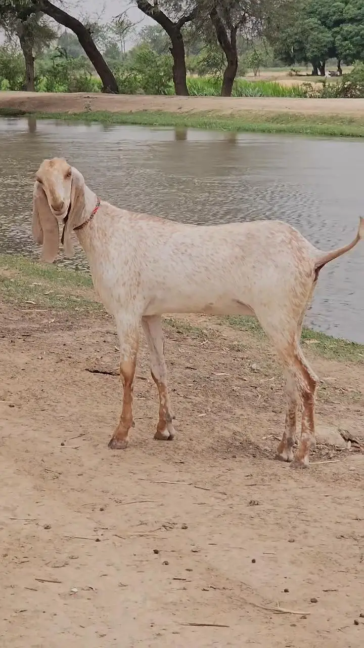 Makkhi Chini Beetal Cross Goat – 3 Months Old. 03218617598 WhatsApp — photo 2