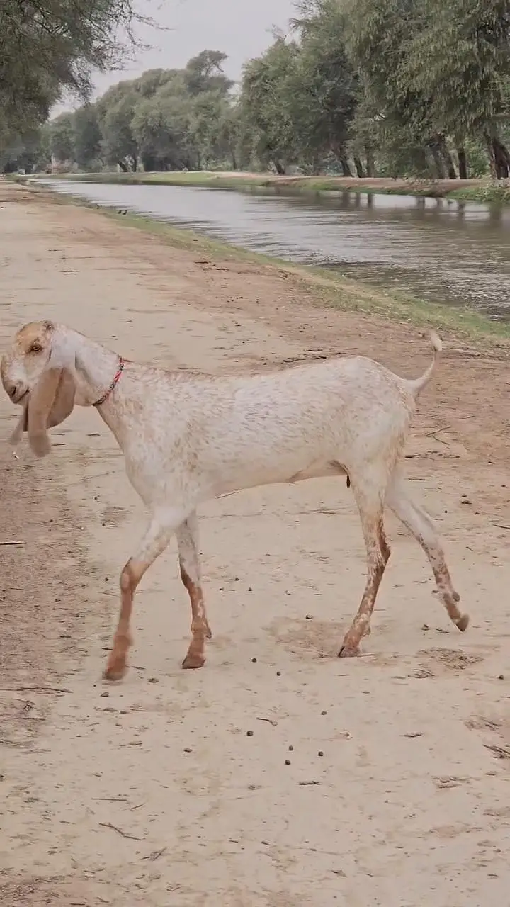 Makkhi Chini Beetal Cross Goat – 3 Months Old. 03218617598 WhatsApp — photo 3