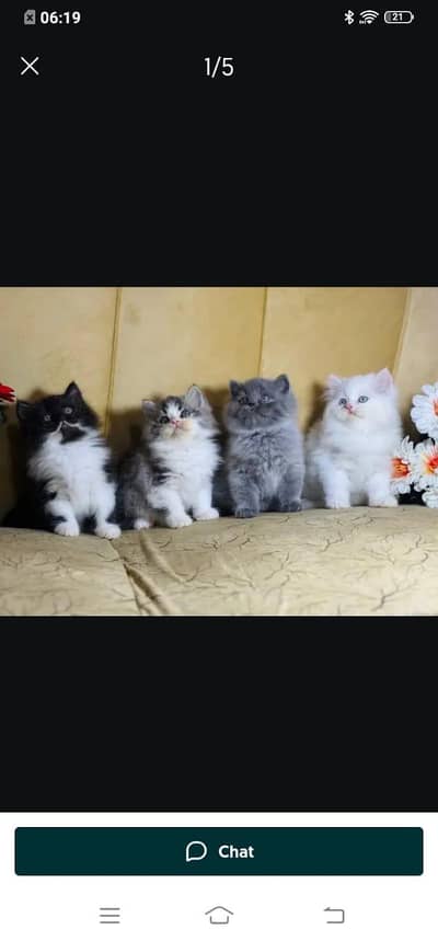 Persian cat for sale male or femalemy WhatsApp326=30=12=904=