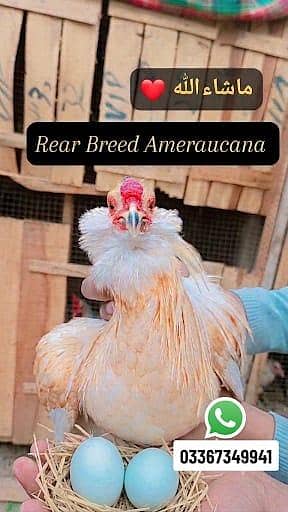 Fancy chickens _ Ameraucana blue & Green eggs laying breed chiks sale