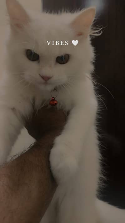 PERSIAN CAT 3 COAT 0.3. 0.5. 6.6. 5.5. 1.5.5