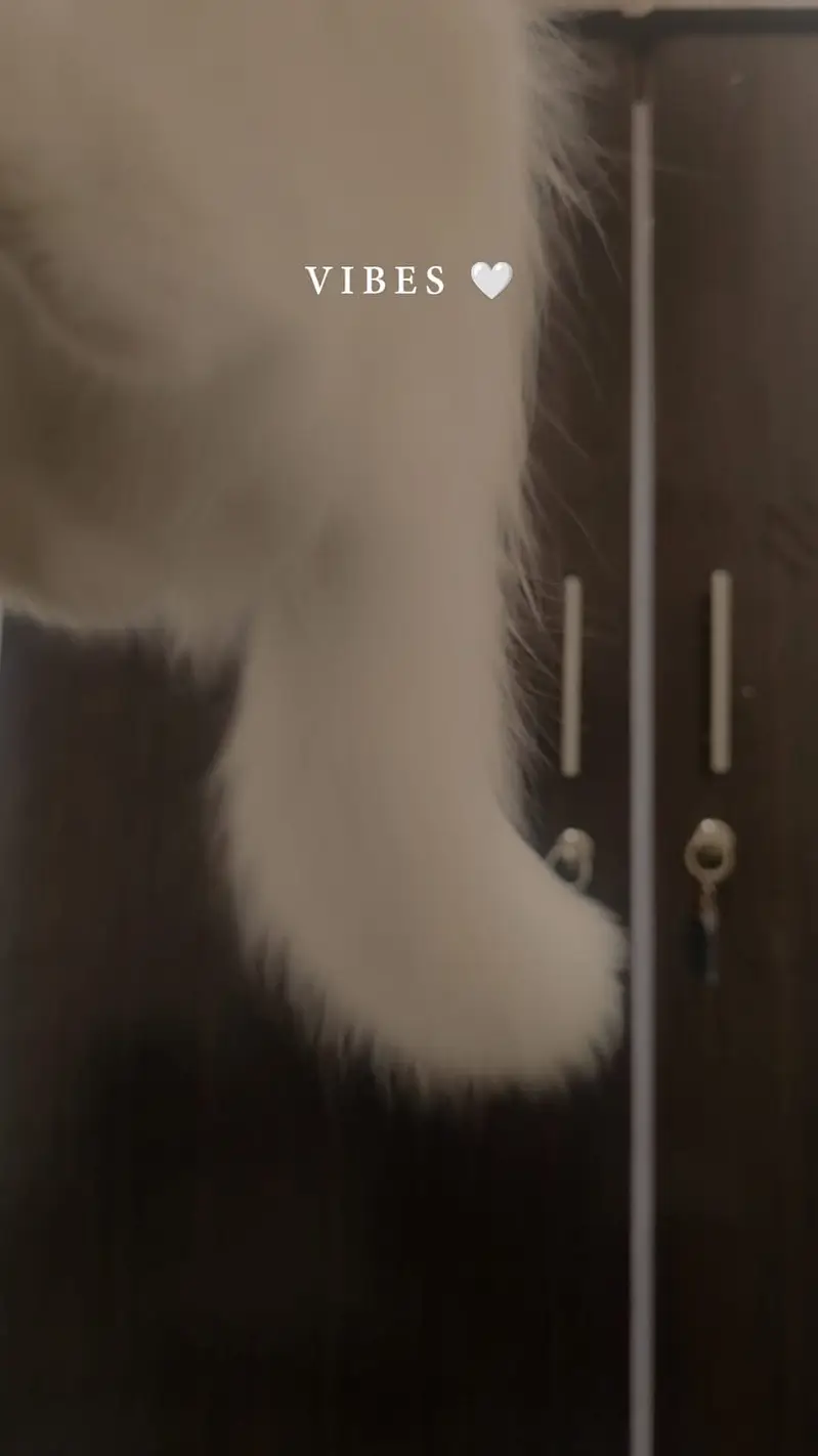 PERSIAN CAT 3 COAT 0.3. 0.5. 6.6. 5.5. 1.5.5 — photo 2