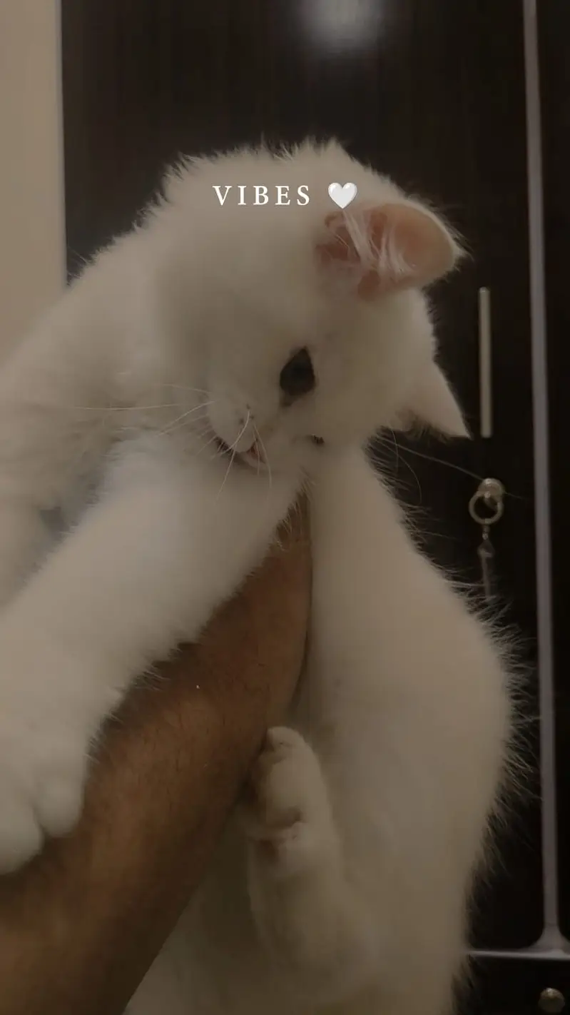 PERSIAN CAT 3 COAT 0.3. 0.5. 6.6. 5.5. 1.5.5 — photo 3