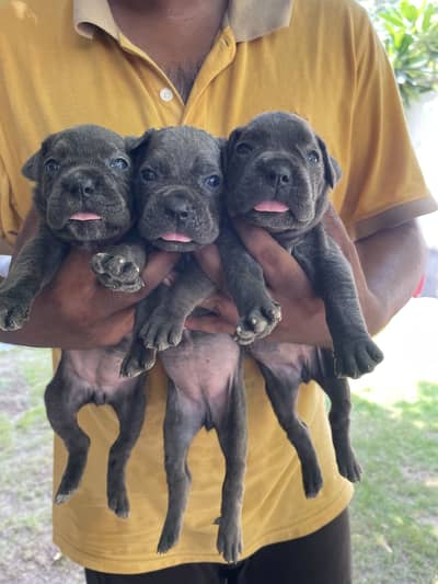 Cane carso female pups , excellent quality
