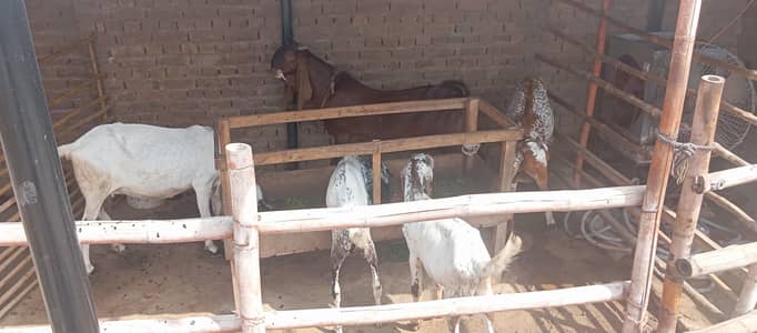 Makhi cheni Bakria or bakry available for sale