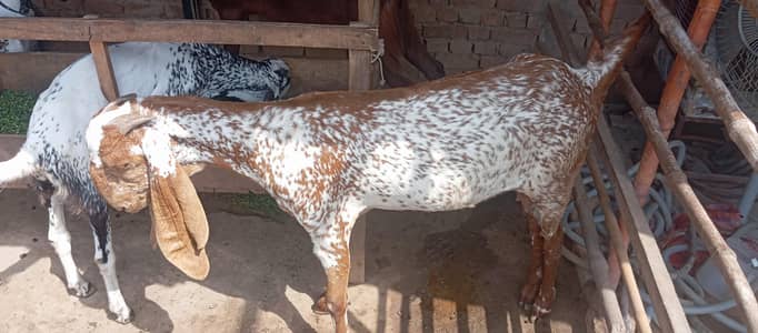 Makhi cheni Bakria or bakry available for sale