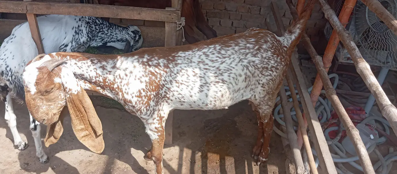 Makhi cheni Bakria or bakry available for sale — photo 2