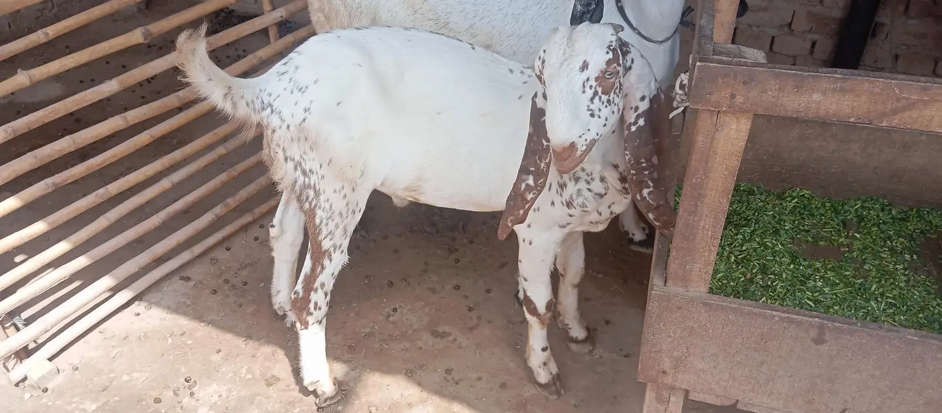 Makhi cheni Bakria or bakry available for sale — photo 3