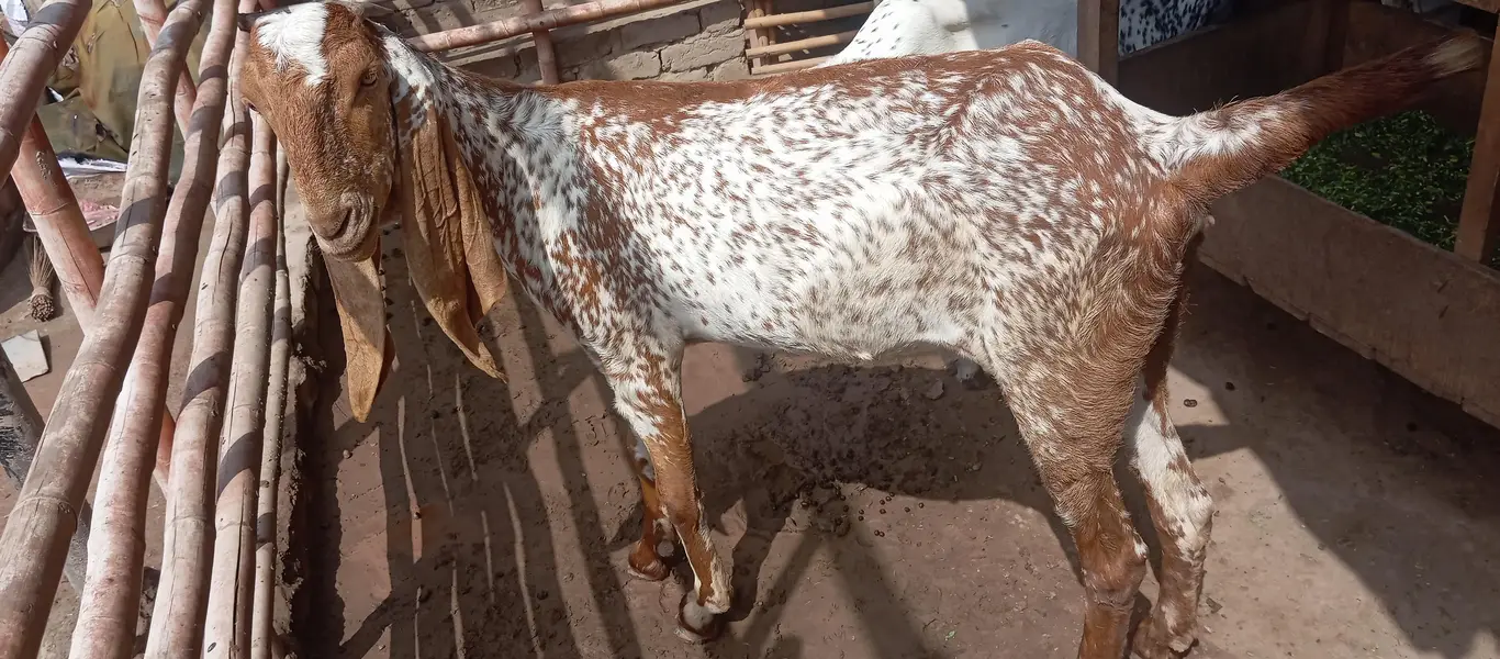 Makhi cheni Bakria or bakry available for sale — photo 4