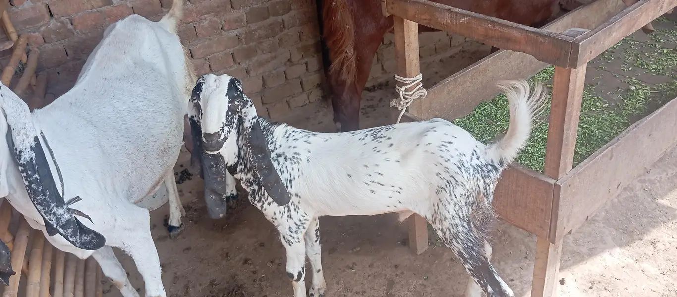 Makhi cheni Bakria or bakry available for sale — photo 5