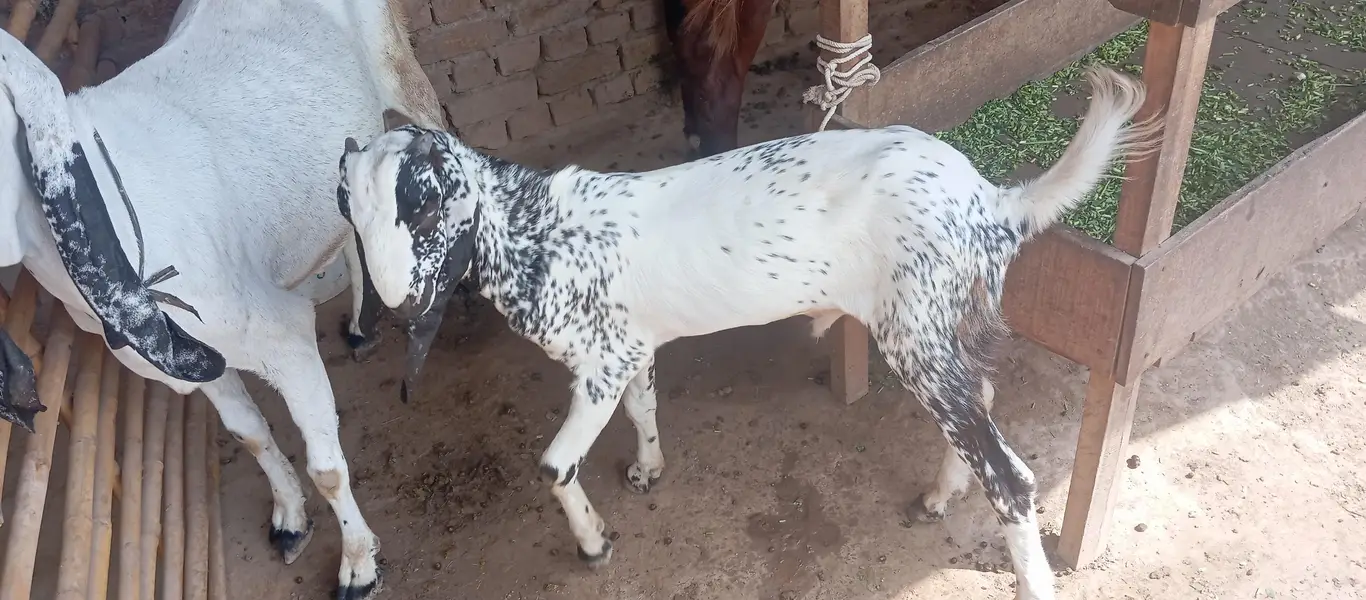 Makhi cheni Bakria or bakry available for sale — photo 6