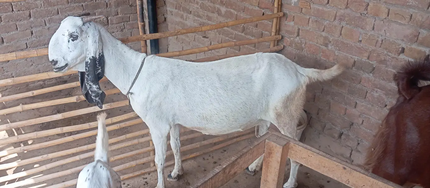 Makhi cheni Bakria or bakry available for sale — photo 7