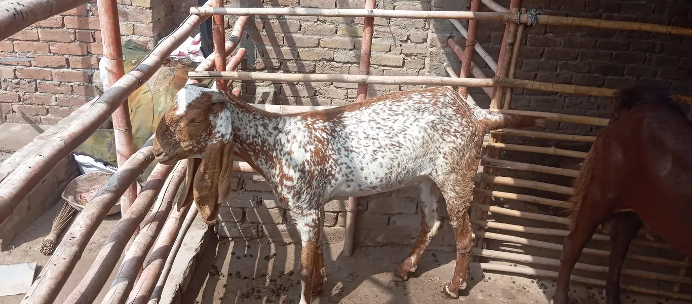 Makhi cheni Bakria or bakry available for sale — photo 8