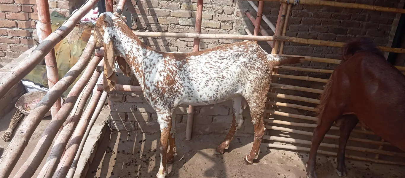 Makhi cheni Bakria or bakry available for sale — photo 9