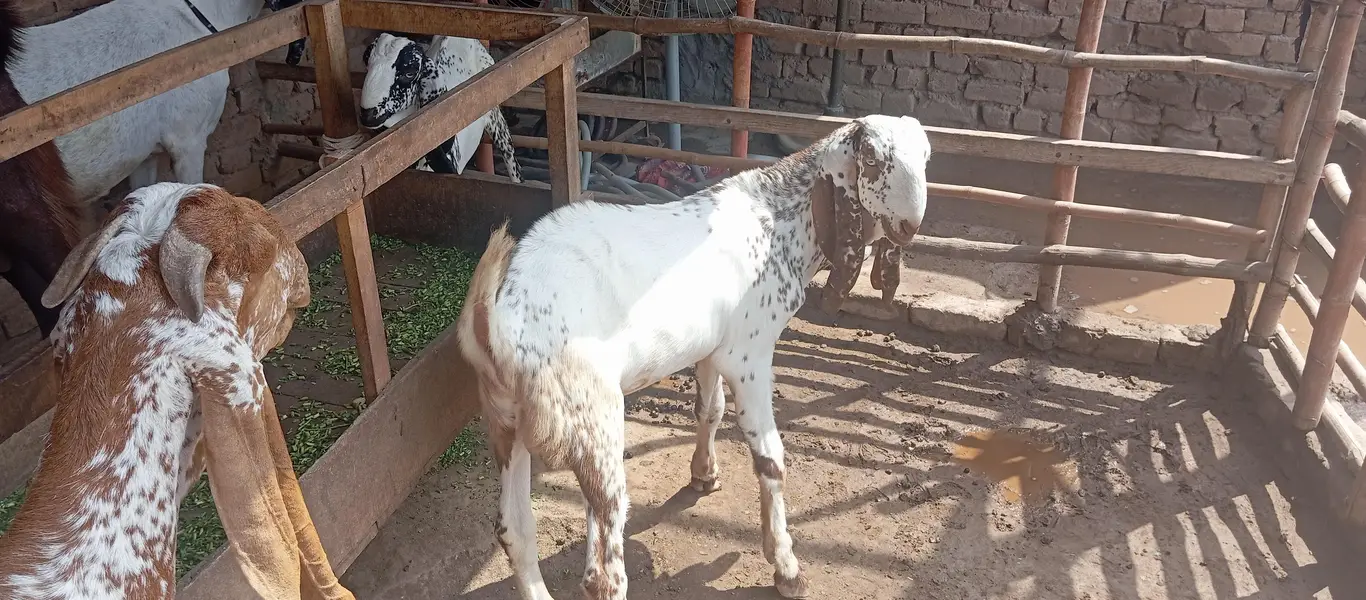 Makhi cheni Bakria or bakry available for sale — photo 10