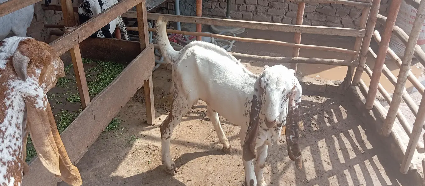 Makhi cheni Bakria or bakry available for sale — photo 11